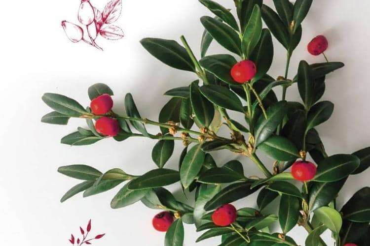 Instagram.com/@trilogy_id