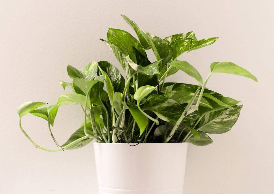 Pexels.com/Lynda Sanchez