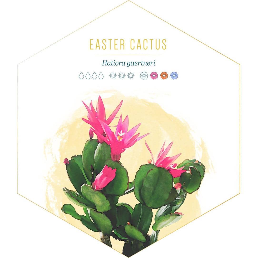 id.pinterest.com/FTDFlowers/