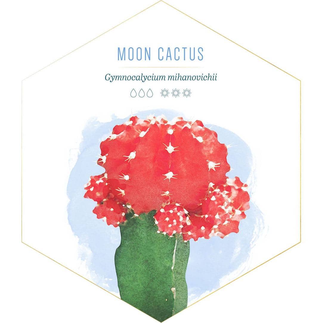 id.pinterest.com/FTDFlowers/