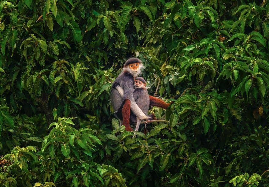 Boredpanda.com/Ptkhanhhvnh