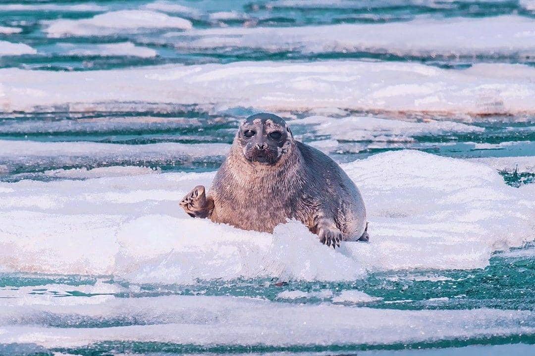 instagram.com/ hobopeeba