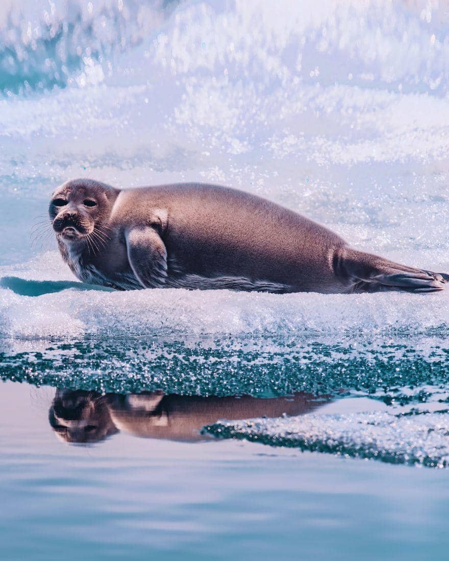 instagram.com/ hobopeeba