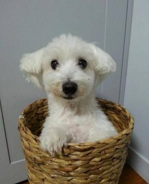 twitter.com/kinkyjoons