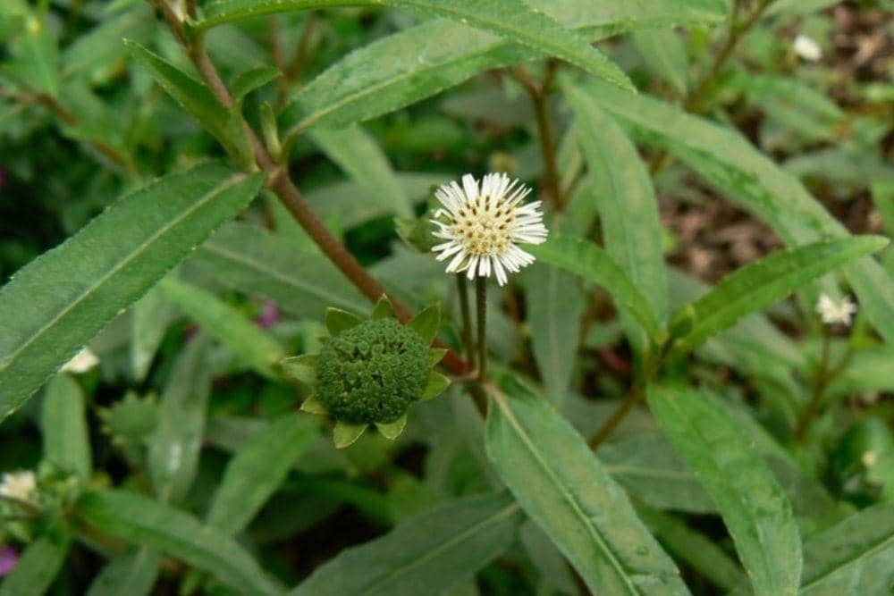 goodnewsfromindonesia.id