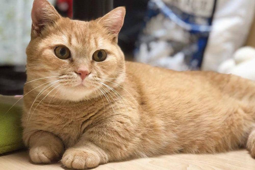 Instagram.com/purin_nyan