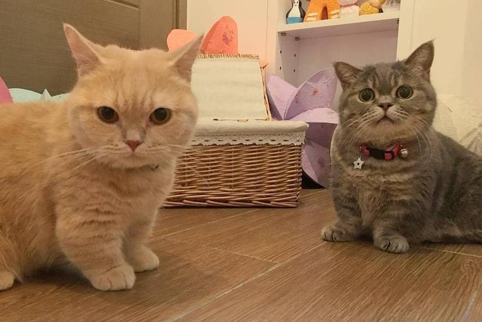 Instagram.com/little_milo_munchkin