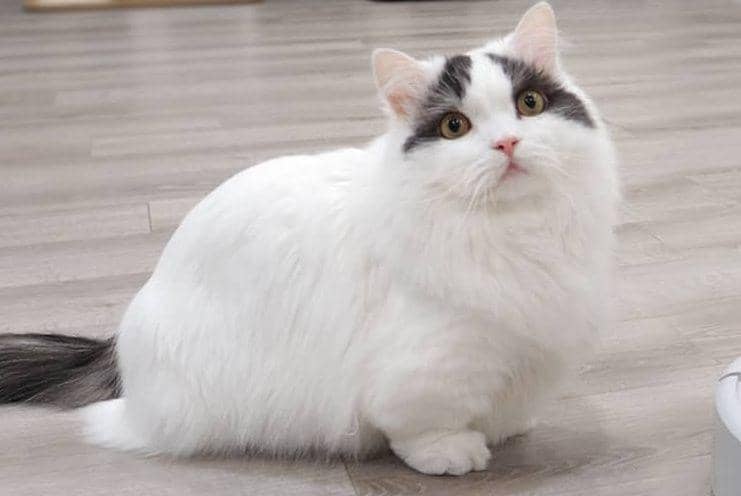 Instagram.com/goboogi.munchkin