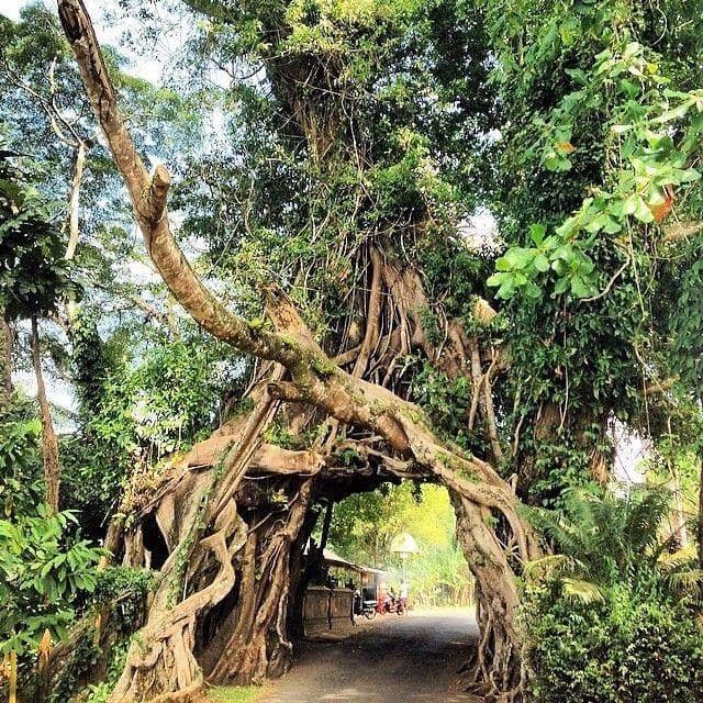 Instagram.com/tmsveen