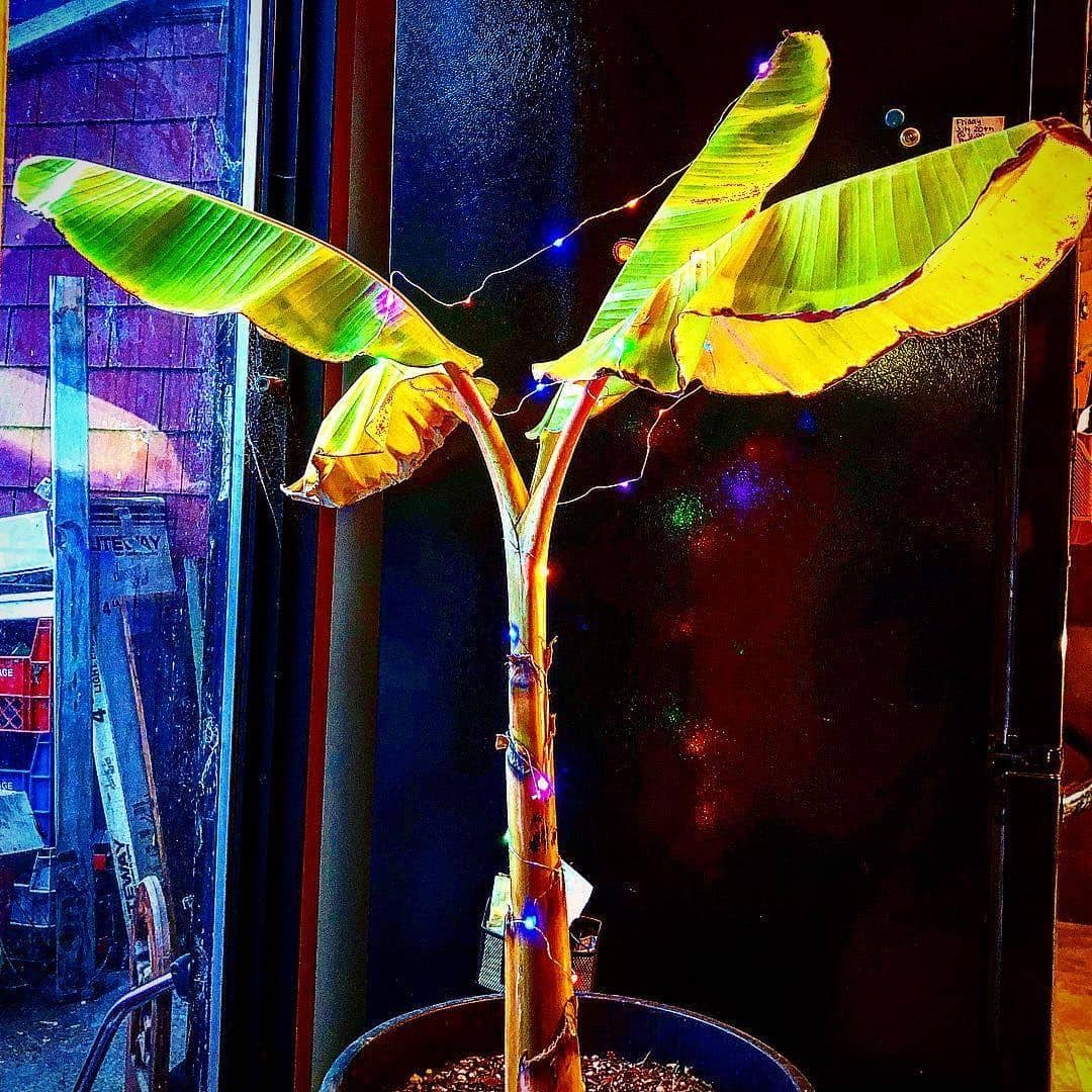 instagram.com/pushiegwahlur