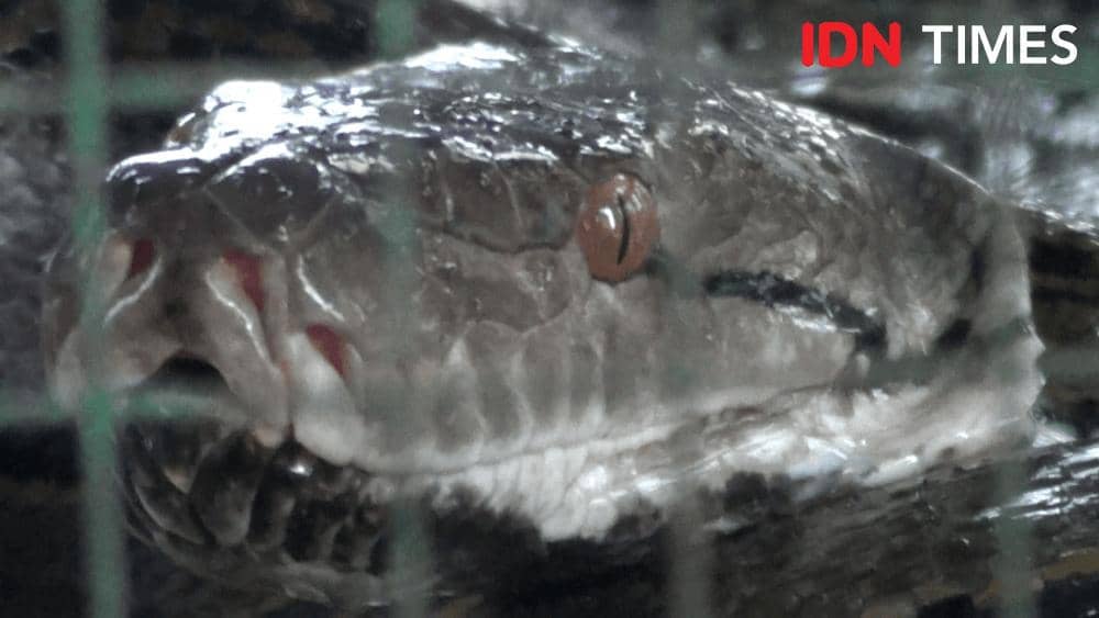 IDN Times/Haikal Adithya