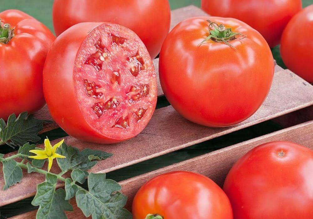 Dok. bonnieplants.com