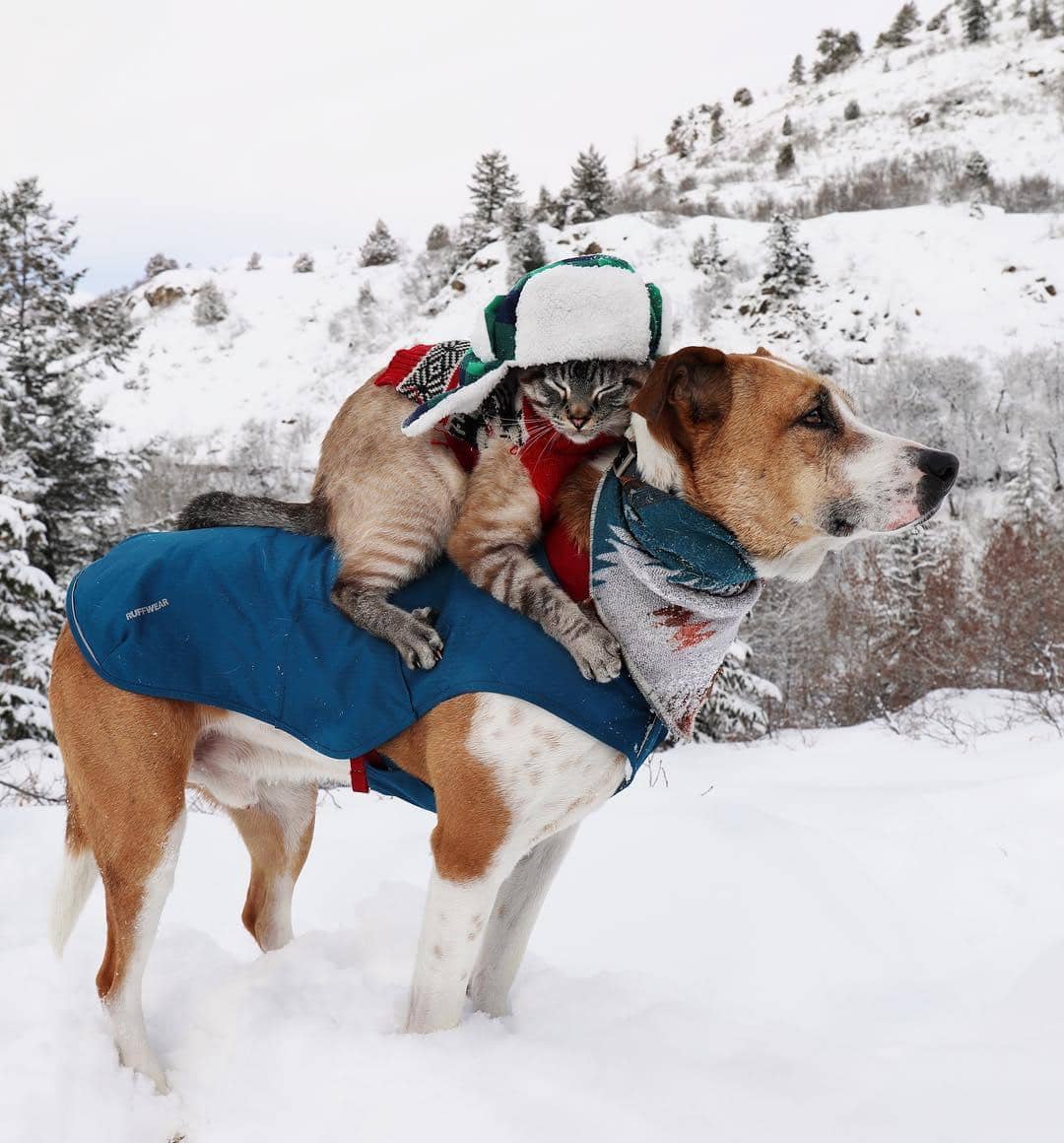 instagram.com/ henrythecoloradodog