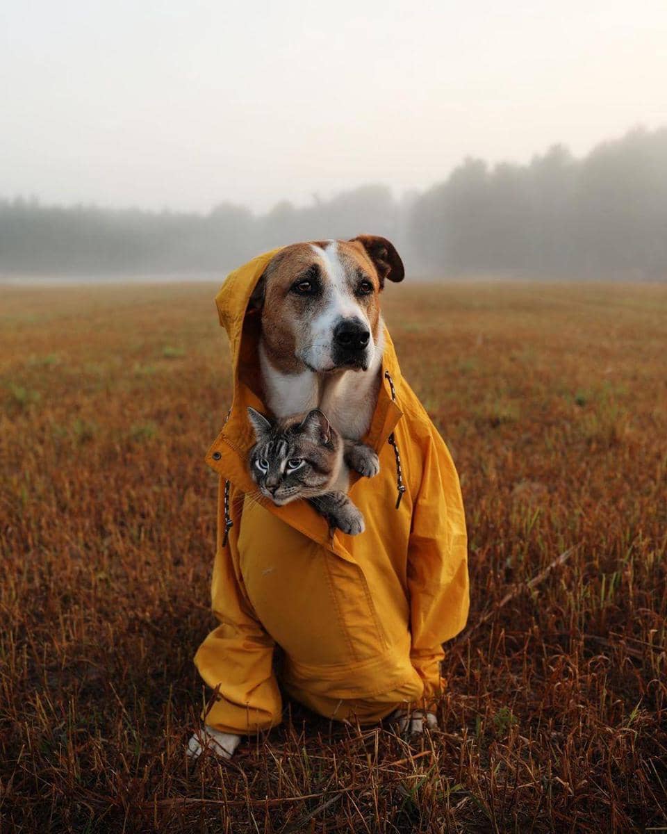 instagram.com/ henrythecoloradodog