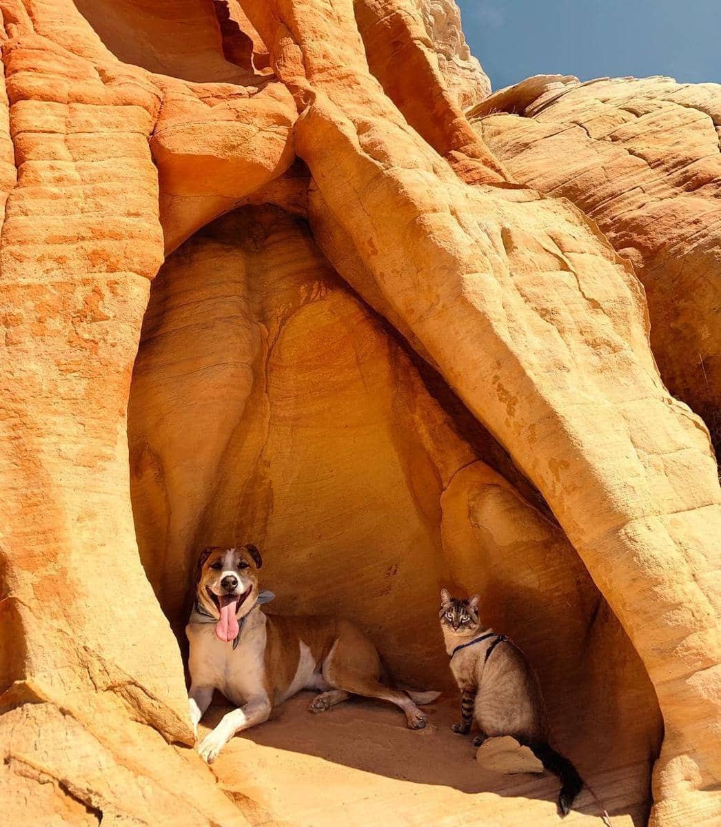 instagram.com/ henrythecoloradodog