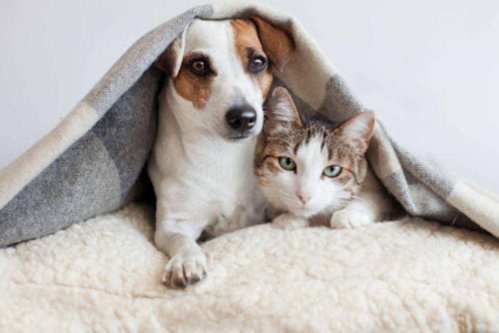 laureleastpethospital.com