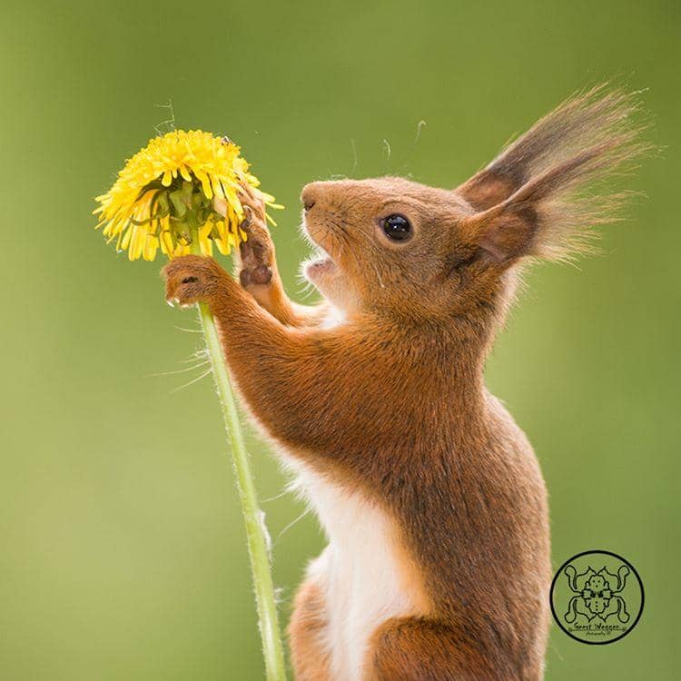 instagram.com/ geertweggen