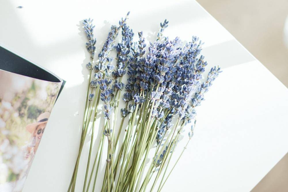 Bikin Ruangan Segar dan Wangi, Letakan 7 Tanaman Cantik Ini, Yuk!