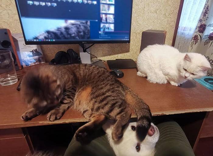 boredpanda.com/LiNefas