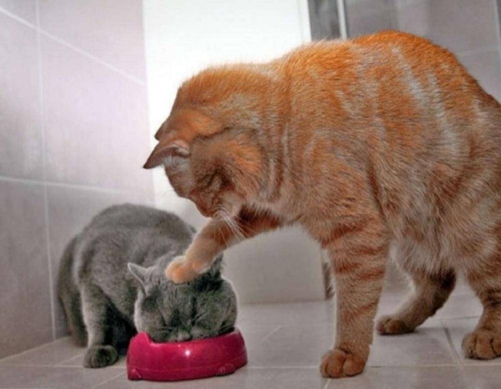 Gemas! Ini 12 Snapchat Lucu Saat Kucing Bertingkah