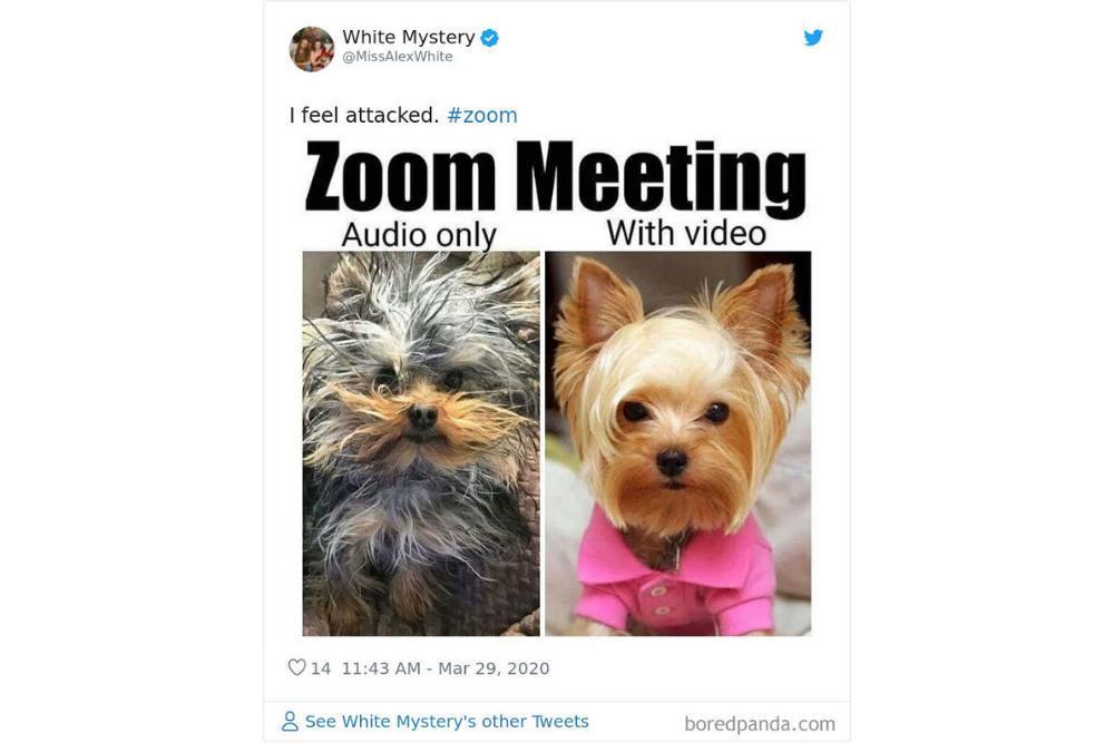 10 Foto Lucu Realitas Tentang Pertemuan di Zoom 