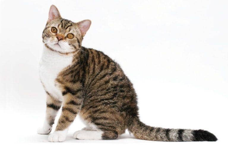 thefelinefancier.com