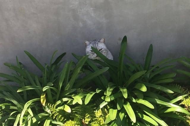 twitter.com/ ColinCowherd