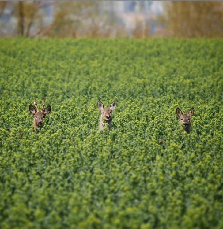 instagram.com/ honzasmucr