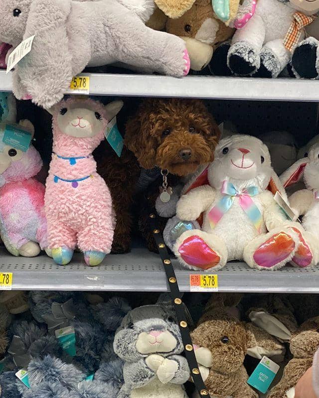 instagram.com/ cashew_katsu's