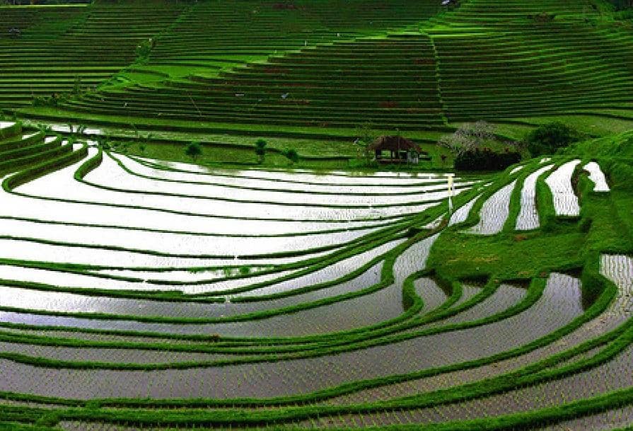 Goodnewsfromindonesia,.com