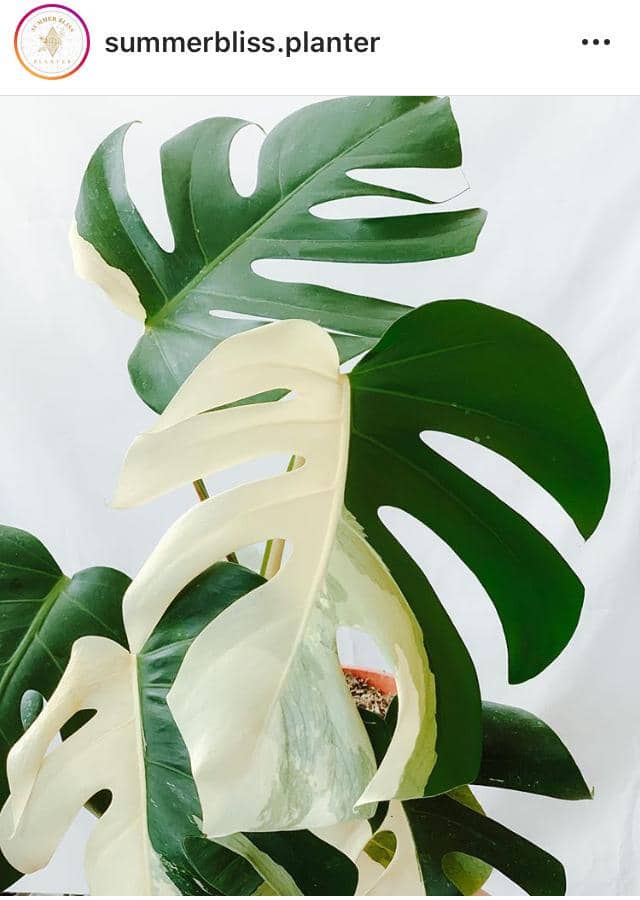 Instagram.com/summerbliss.planter
