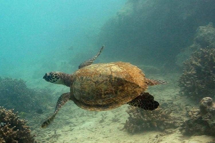 instagram.com/ noaasanctuaries