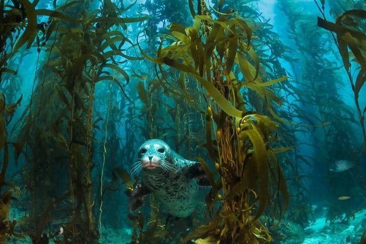 californiadiver.com/