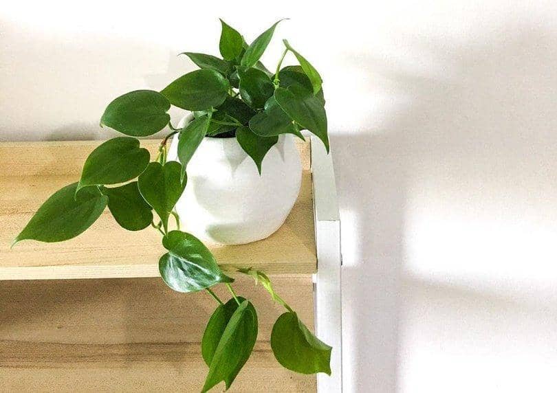 Instagram.com/_fikaliving