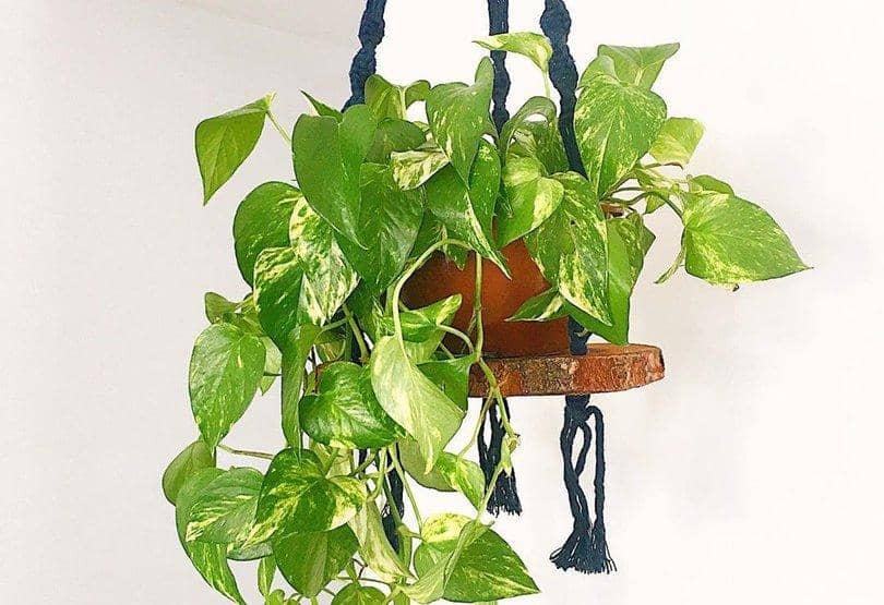 Instagram.com/Plantandonape