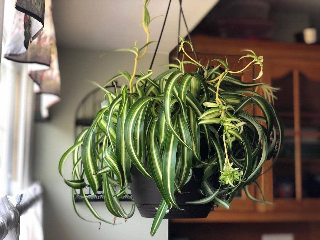 Instagram.com/Tara_plants