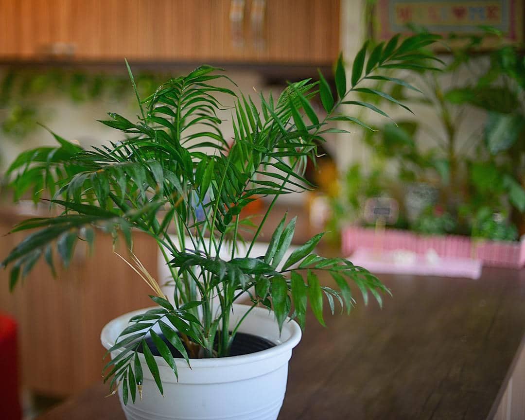 Instagram.com/_.colored._