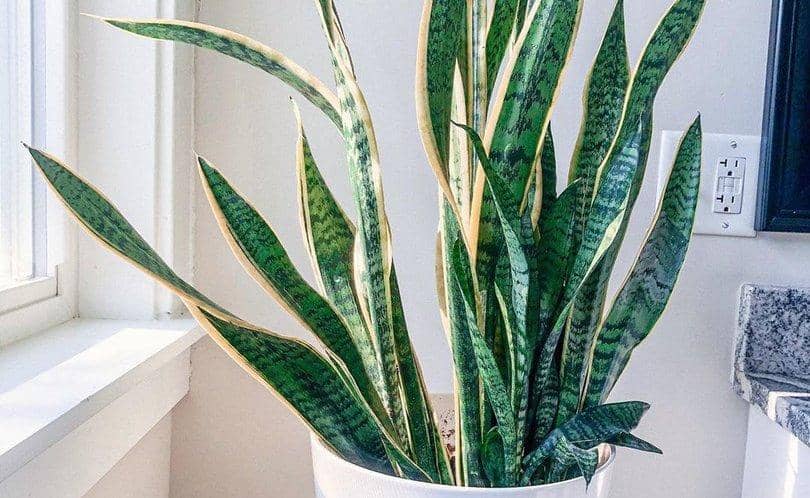 Instagram.com/Renee_hallman