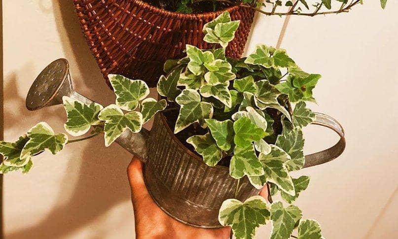 Instagram.com/Sheas_plants