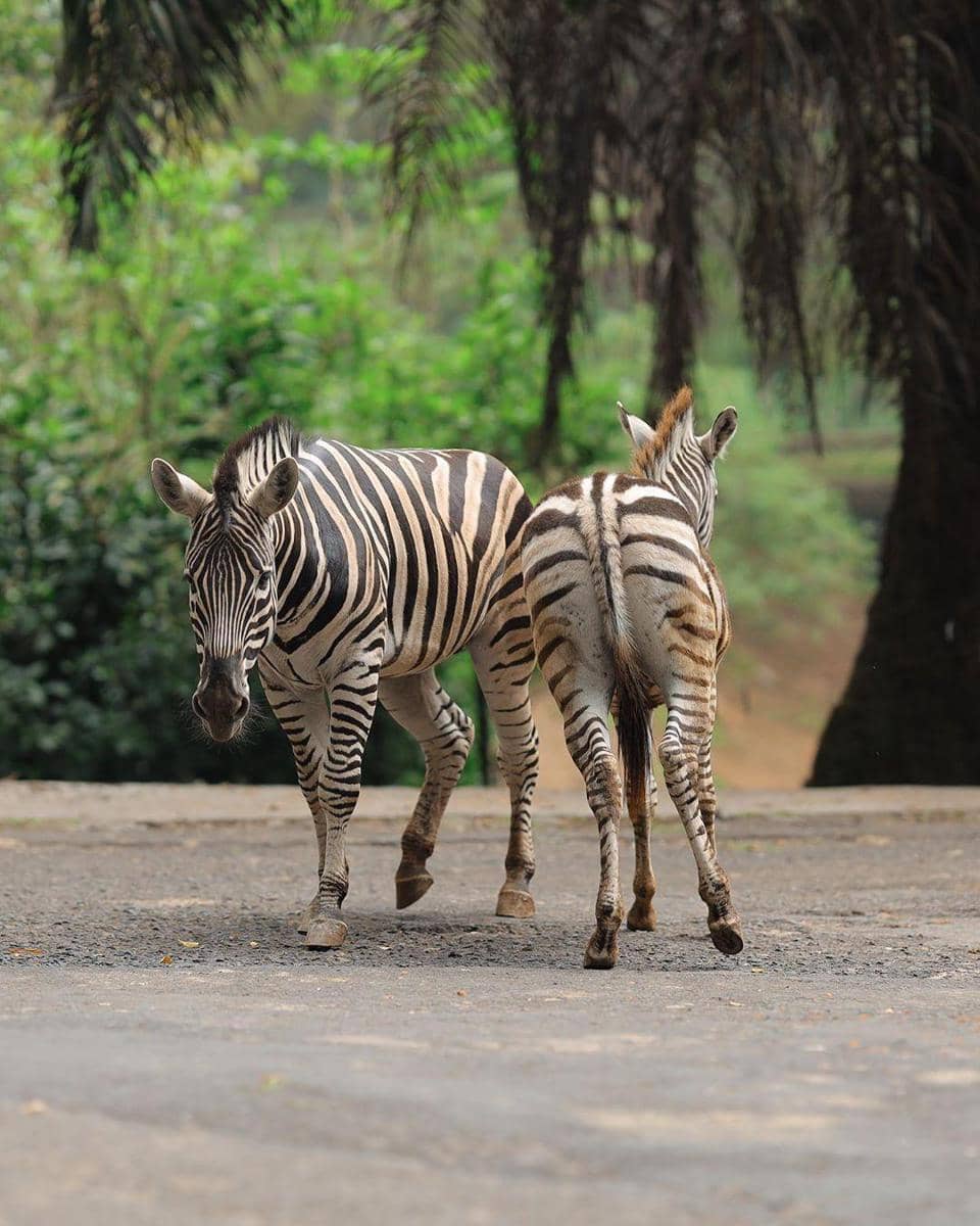 instagram.com/ taman_safari