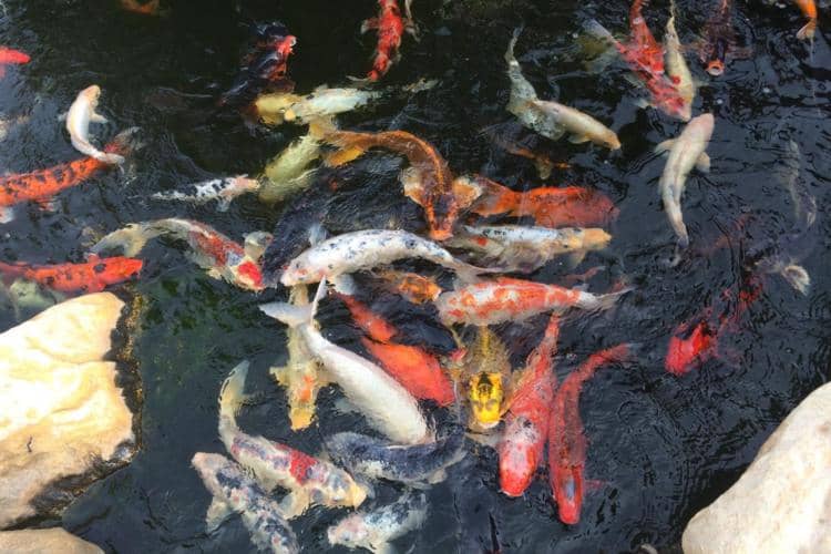 Unsplash.com/icolorama