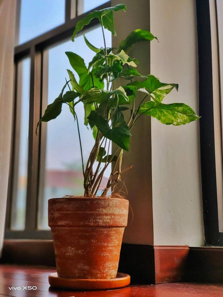 Popbela.com/Ayu Utami