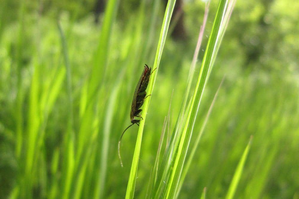 Pixabay.com/divotomezove-1979640