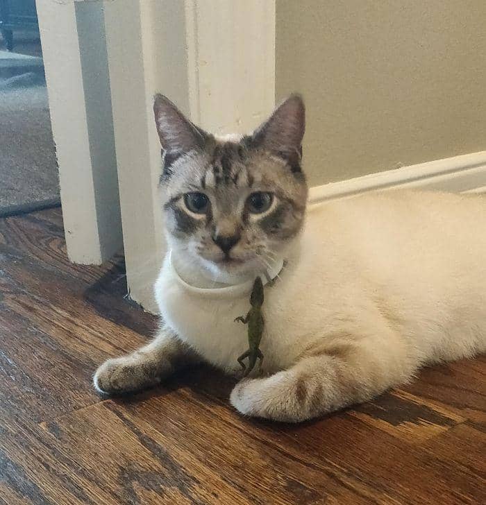 boredpanda.com/lfc052505