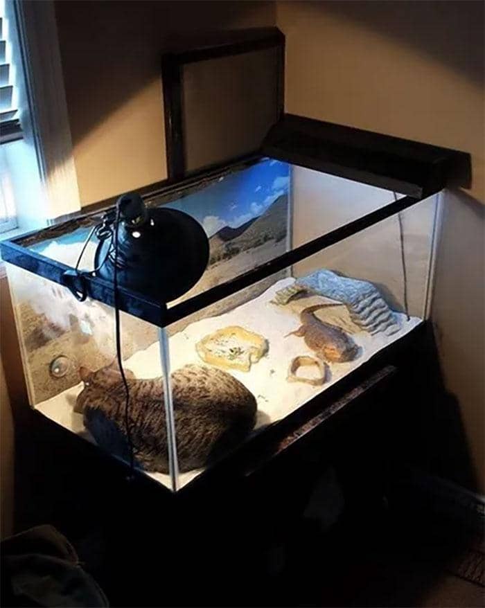 boredpanda.com/squidward9