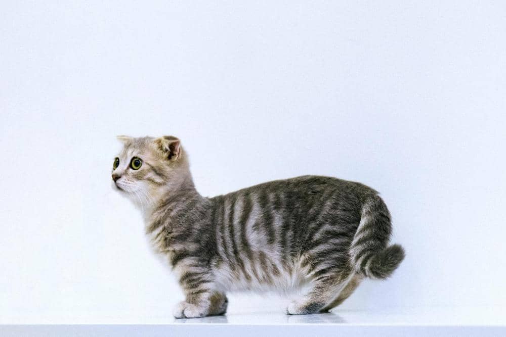 Unsplash.com/Tran Mau Tri Tam