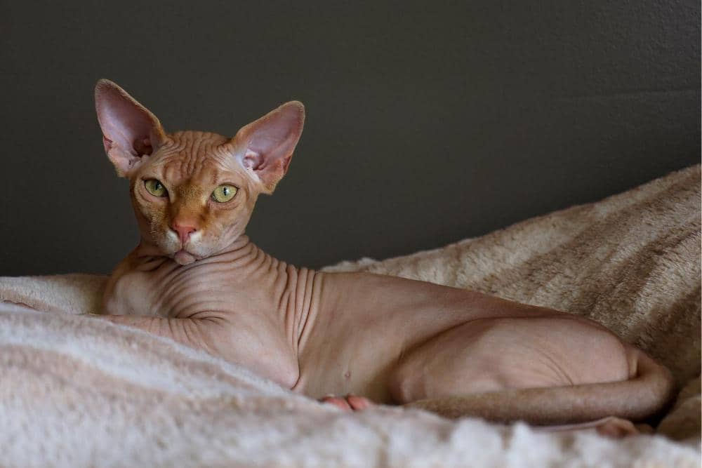 Unsplash.com/Dustin Humes