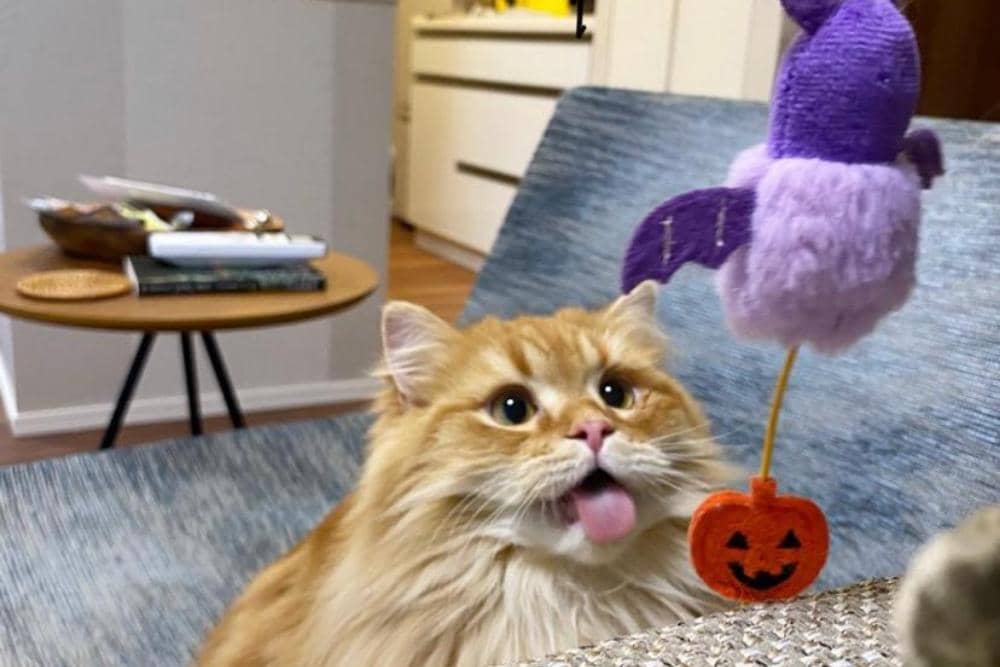 Instagram.com/chachamaruu220