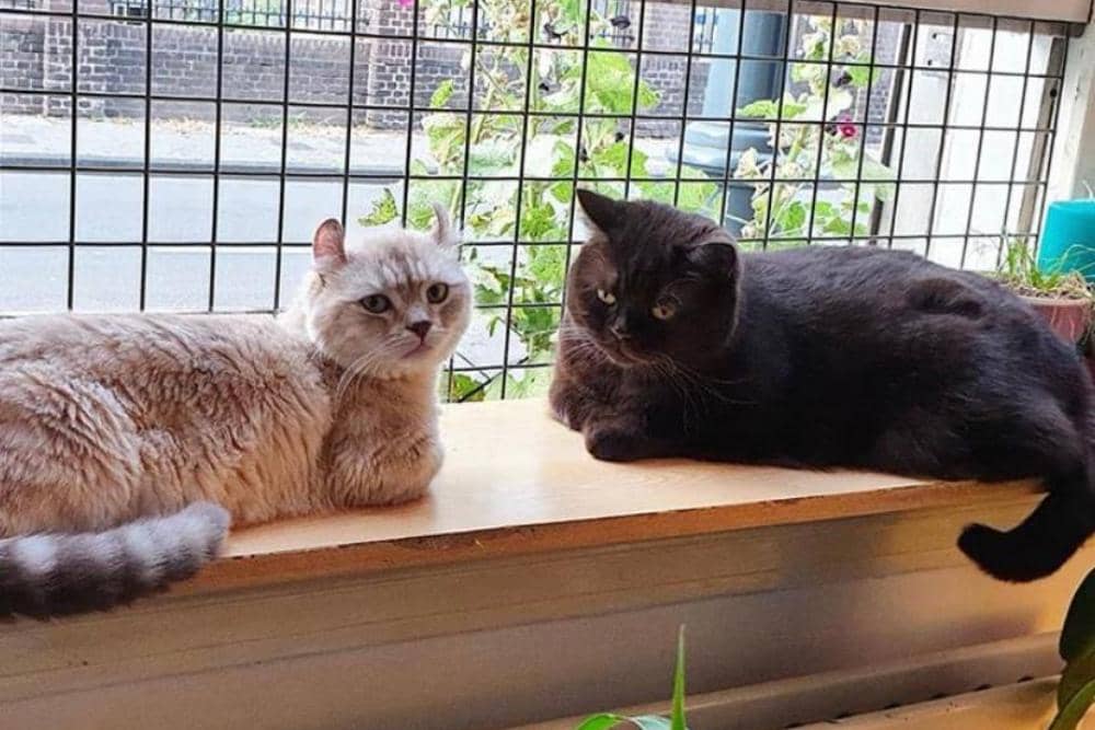 Instagram.com/louis_and_dixie