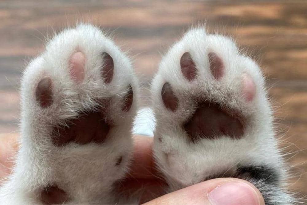 Instagram.com/ongsa_thetiger